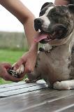 GRIFFES - AMSTAFF 008